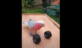 オウムがパワフルなウェイトリフティングを披露！飼い主さんお手製のダンベルを次々くわえて持ち上げていきます！！