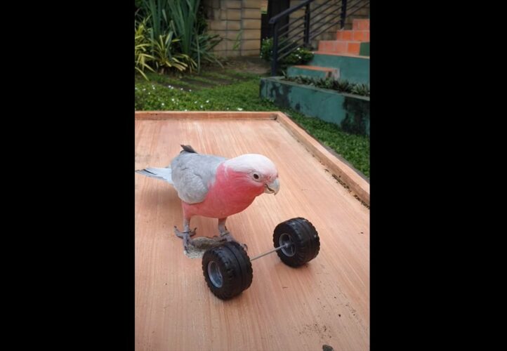 オウムがパワフルなウェイトリフティングを披露！飼い主さんお手製のダンベルを次々くわえて持ち上げていきます！！