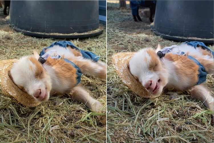 オーバーオールを着せてもらってお昼寝する子ヤギ。口をもぐもぐさせてますが、夢の中でごはんを食べているの？【アメリカ・動画】