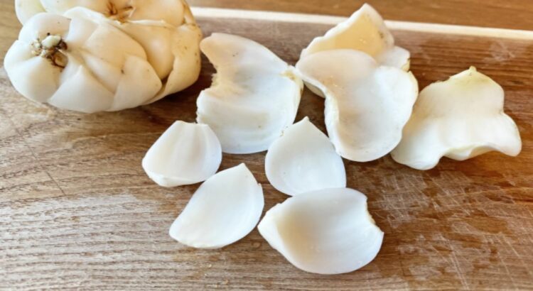 「百合根」は花のユリの球根や根っこなの？