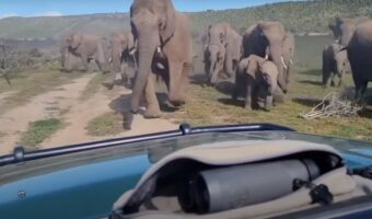 ゾウの群れが車に向かって接近してきた!?最悪な事態になりかねない状況に驚愕・・【海外・動画】