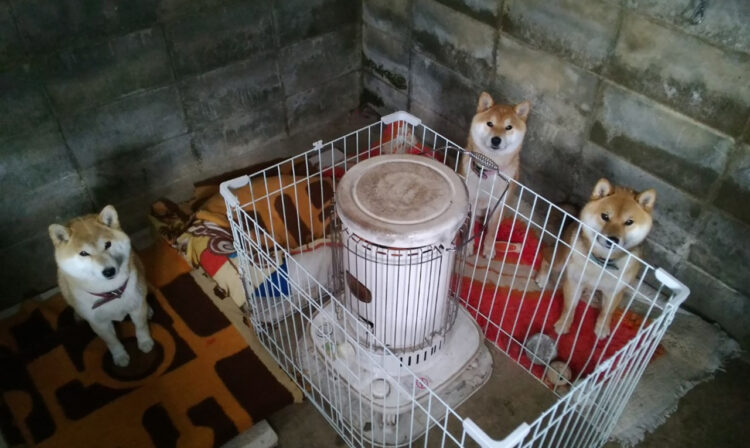 三犬者「よく参られた旅のお方セーブしたければこの燭台に火を灯すのです。」ストーブを欲するワンコ達がかわいすぎ