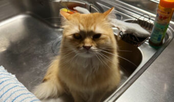 シンクに乗っていることを注意したら愛猫に逆ギレされた。完全なご立腹写真が怖かわいい！