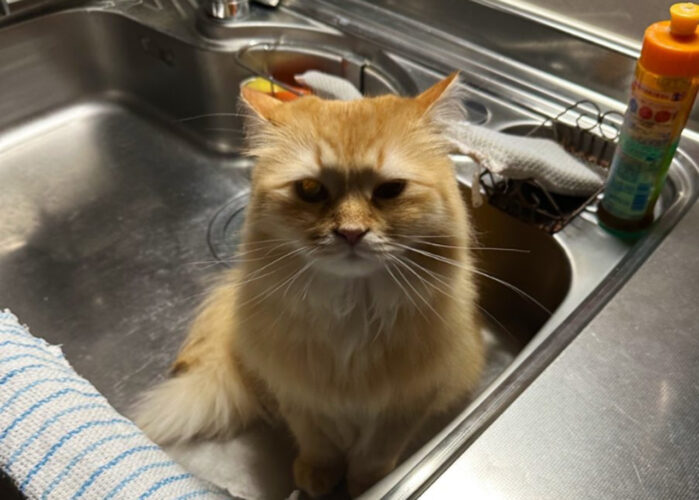 シンクに乗っていることを注意したら愛猫に逆ギレされた。完全なご立腹写真が怖かわいい！
