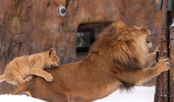 子供は天使！だけどパパママは大変だよねというのはライオンも同じだった！素敵な家族を捉えた写真