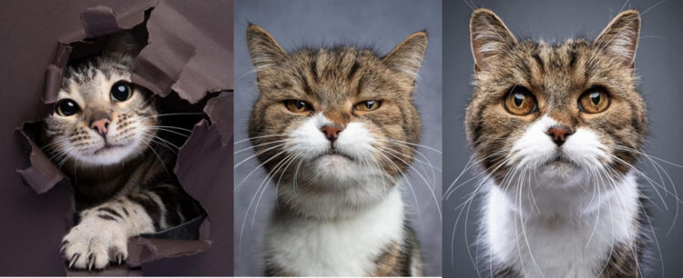 猫専門の写真家「キャットグラファー」が撮る魅力的な猫11選