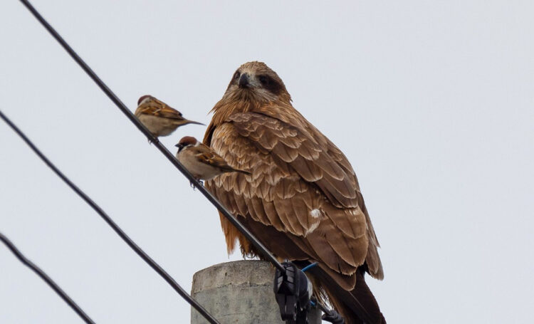 【優しい世界】まるでジブリかピクサー映画のワンシーンのようなトンビとスズメの関係が素敵な動画が話題
