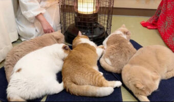 人生初ストーブを体感した猫さま達!その寛ぎ姿が癒しすぎる
