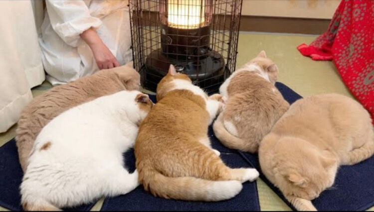 人生初ストーブを体感した猫さま達！その寛ぎ姿が癒しすぎる
