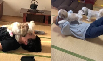 トレーニングの負荷にシーズーはいかが?⇒結論「無理」