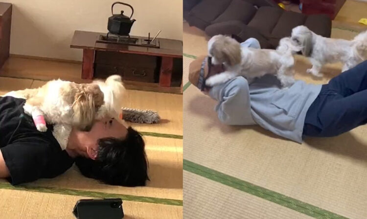 トレーニングの負荷にシーズーはいかが？⇒結論「無理」