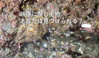 この動画に映っている生物は何でしょう？ハゼかなと思って見てたら驚きの展開に！