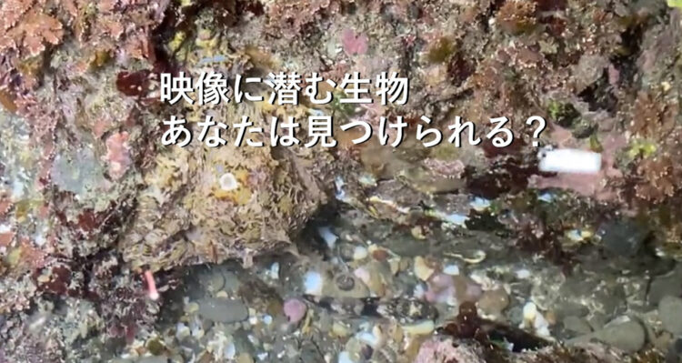 この動画に映っている生物は何でしょう？ハゼかなと思って見てたら驚きの展開に！