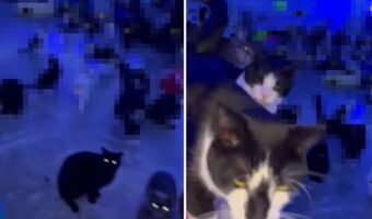 猫のナイトパーティー?保護猫たちが集うその部屋は、猫好きにとってはたまらない空間になっていました!!【アメリカ・動画】