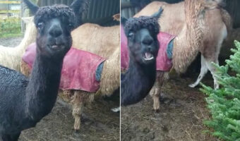 アルパカ達がムシャムシャ食べているのは見覚えのある、あの木では！？リサイクルに協力的なアルパカ達なのでした。