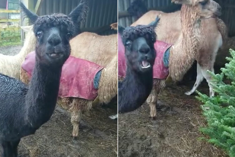 アルパカ達がムシャムシャ食べているのは見覚えのある、あの木では！？リサイクルに協力的なアルパカ達なのでした。