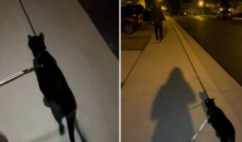 愛猫はお散歩の帰り道に退院して戻ってきたパパさんの姿を見つけて大喜び！足取りもつい軽くなっちゃいます！！【アメリカ・動画】　