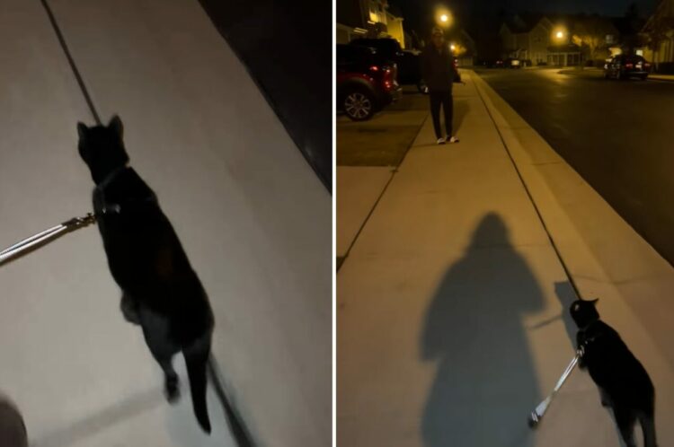 愛猫はお散歩の帰り道に退院して戻ってきたパパさんの姿を見つけて大喜び！足取りもつい軽くなっちゃいます！！【アメリカ・動画】　