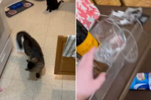 「なんか付いてるうううう！！」尻尾にシールがくっついていることに気付いた猫。この子がパニックを起こした結果、家中大変なことに・・