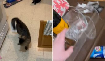 「なんか付いてるうううう！！」尻尾にシールがくっついていることに気付いた猫。この子がパニックを起こした結果、家中大変なことに・・