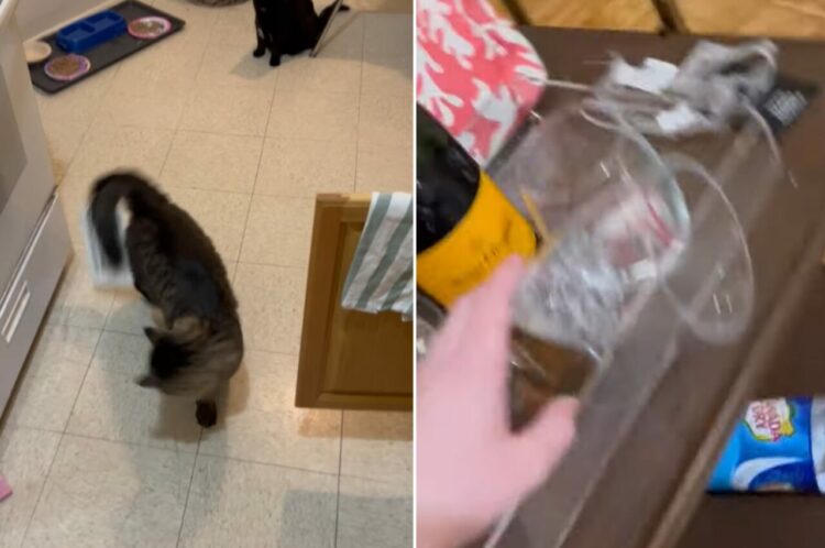 「なんか付いてるうううう！！」尻尾にシールがくっついていることに気付いた猫。この子がパニックを起こした結果、家中大変なことに・・