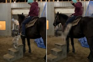 猫だって馬に乗りたい？乗馬用の踏み台にのぼった猫に飼い主さんが「乗る？」と聞いてみたところ・・【アメリカ・動画】