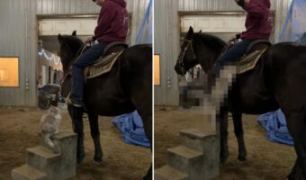 猫だって馬に乗りたい？乗馬用の踏み台にのぼった猫に飼い主さんが「乗る？」と聞いてみたところ・・【アメリカ・動画】