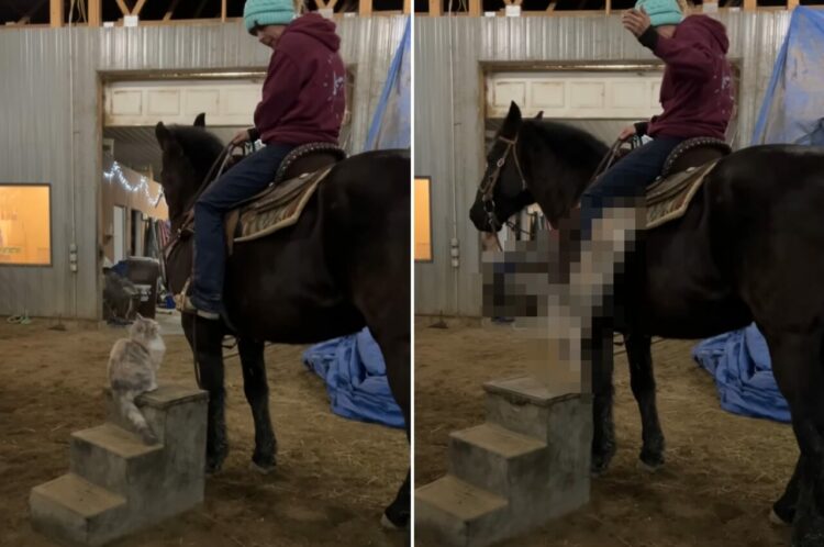 猫だって馬に乗りたい？乗馬用の踏み台にのぼった猫に飼い主さんが「乗る？」と聞いてみたところ・・【アメリカ・動画】