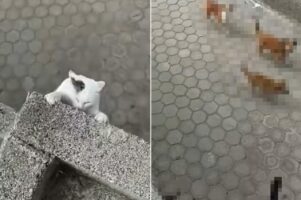 塀から落ちそうになっているところを救出された猫。いろんな意味で危機一髪だったのです【海外・動画】