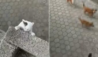 塀から落ちそうになっているところを救出された猫。いろんな意味で危機一髪だったのです【海外・動画】