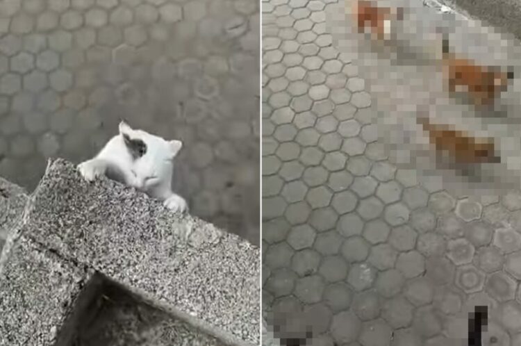 塀から落ちそうになっているところを救出された猫。いろんな意味で危機一髪だったのです【海外・動画】