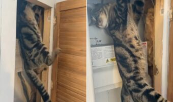 愛猫は冒険家！！だけど探検しようとしていた場所が危険だったので・・さすがに阻止されちゃいました！！【海外・動画】