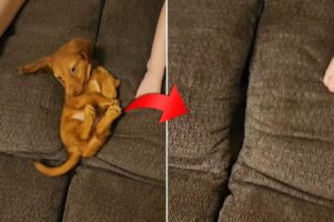 この子が一番ビックリした事でしょう！家族とソファでリラックスタイムを過ごしていた子犬が・・ソファに飲み込まれてしまいました！！