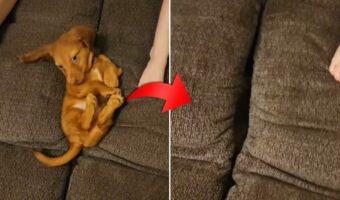 この子が一番ビックリした事でしょう！家族とソファでリラックスタイムを過ごしていた子犬が・・ソファに飲み込まれてしまいました！！