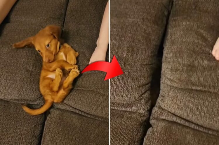 この子が一番ビックリした事でしょう！家族とソファでリラックスタイムを過ごしていた子犬が・・ソファに飲み込まれてしまいました！！
