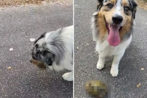 散歩中に拾ったオモチャをくわえて歩くオーストラリアン・シェパード。でも、それはオモチャじゃないから放してあげて！！