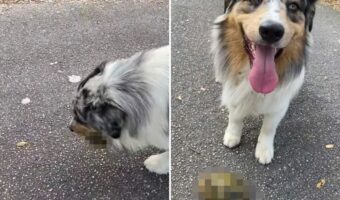 散歩中に拾ったオモチャをくわえて歩くオーストラリアン・シェパード。でも、それはオモチャじゃないから放してあげて!!