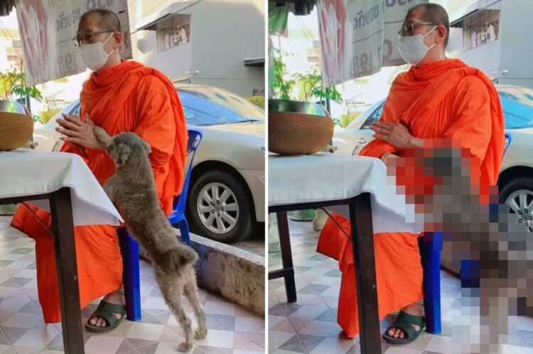 これは厳しい修行になりそうだ。読経中のお坊さんの足元に犬が！かまってあげるわけにもいかなそうですが、犬もある目的があるので離れません！！