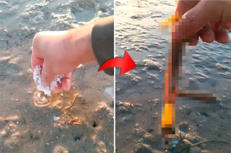 潮の引いた浅瀬の海岸で塩を盛ると・・。何をしているのかと見ていたらビックリ！砂の中から『ある生き物』がニョロっと飛び出てきました！！
