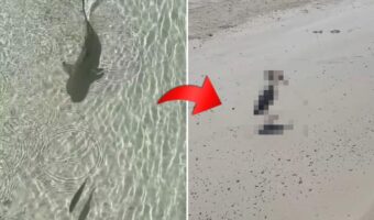 小さな魚をサメが猛追!海底が透けて見えるほど美しいモルディブの海で目撃されたまさかの捕食活動は、さらに意外な結末を迎えました!!