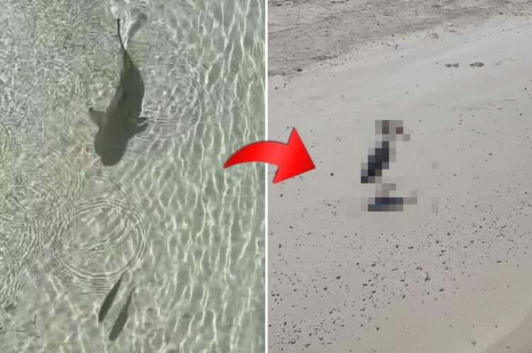 小さな魚をサメが猛追！海底が透けて見えるほど美しいモルディブの海で目撃されたまさかの捕食活動は、さらに意外な結末を迎えました！！