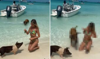 美しいカリブ海に浮かぶ『ブタの島』。泳げるブタも多くいるこの島で、ごはんをあげる体験をしていたら・・ビックリな出来事が!!【海外・動画】