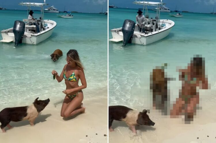 美しいカリブ海に浮かぶ『ブタの島』。泳げるブタも多くいるこの島で、ごはんをあげる体験をしていたら・・ビックリな出来事が！！【海外・動画】