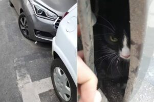 これは猫バンバンだけでは気付けないかも・・。車の下に逃げ込んだ猫を発見したけれど、見つけたその場所は・・