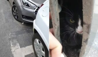これは猫バンバンだけでは気付けないかも・・。車の下に逃げ込んだ猫を発見したけれど、見つけたその場所は・・