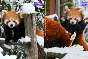 レッサーパンダだって初めての雪は大喜び！元気いっぱい雪遊びをする2匹のレッサーパンダが可愛すぎる！