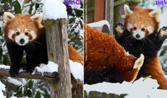 レッサーパンダだって初めての雪は大喜び!元気いっぱい雪遊びをする2匹のレッサーパンダが可愛すぎる!