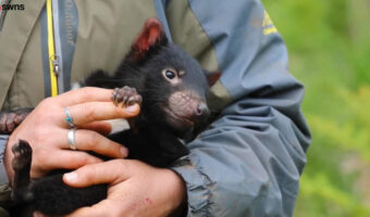 黒い悪魔!?タスマニアデビルの赤ちゃんはとってもキュート!オーストラリアの保護プロジェクトで撮影された貴重な映像です。