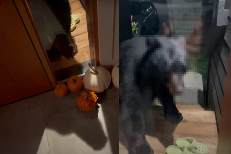 「開けて〜」とばかりに玄関を叩いてくる夜中の訪問客。絶対開けたくないと思う、その珍客の正体と目的とは！！