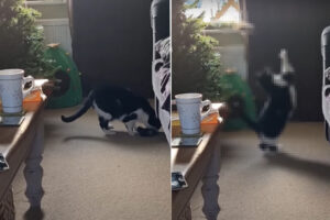 なぜかクリスマスツリーの中から猫のオモチャが出てくる。一体何で？と確認したところ・・、はしゃいでいる猫の姿が撮れました！！